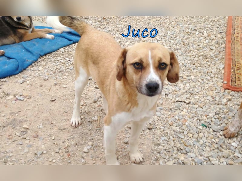 Juco geb. 08/2024 (GRC) - ruhiger, sozialer und liebenswerter junger Mann sucht ein Zuhause!