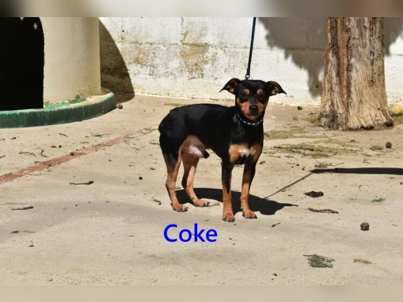 Coke geb. 12/2024 (ESP) - verschmuster und menschenbezogener Junghund!