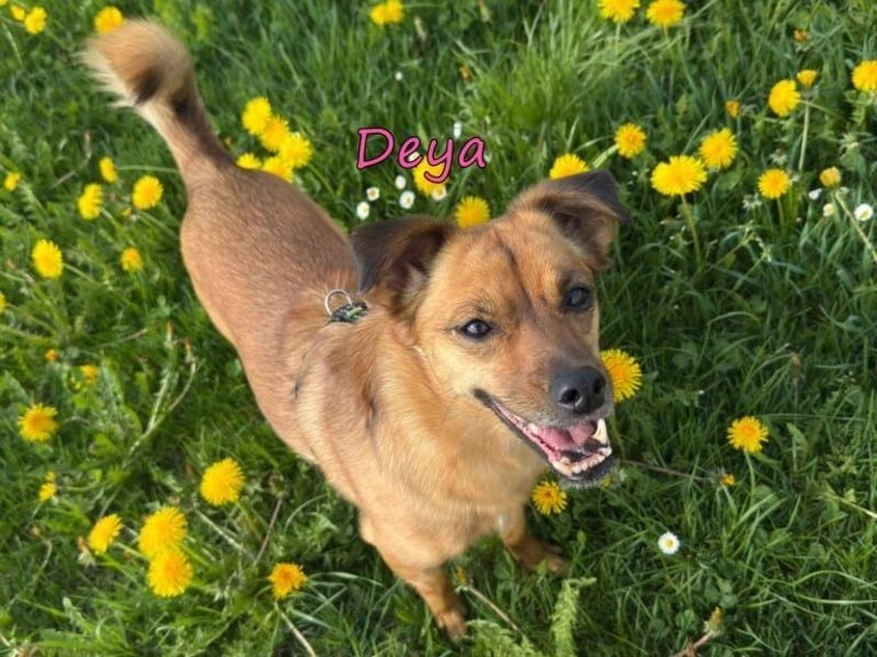 DRINGEND! Deya geb. 02/2021 (in Deutschland) - kleine Maus sucht zweite Chance!