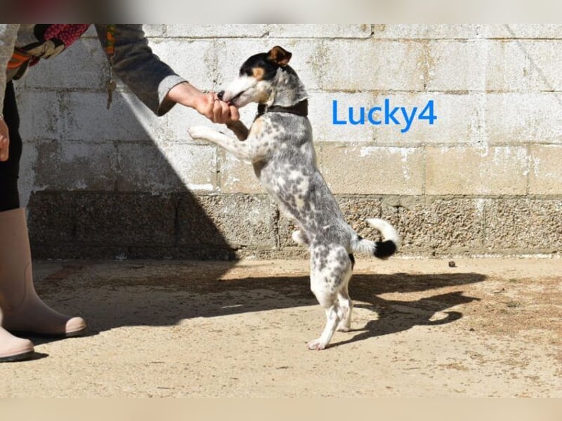 Lucky4 geb. 06/2025 (ESP) - verspielter Junghund sucht Pflegestelle oder Zuhause!