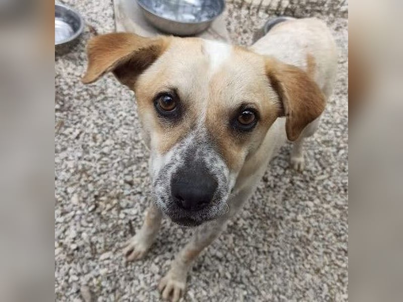 Romeo4 08/2022 (GRC) - schüchterner Schatz sucht Menschen mit großem Herz!