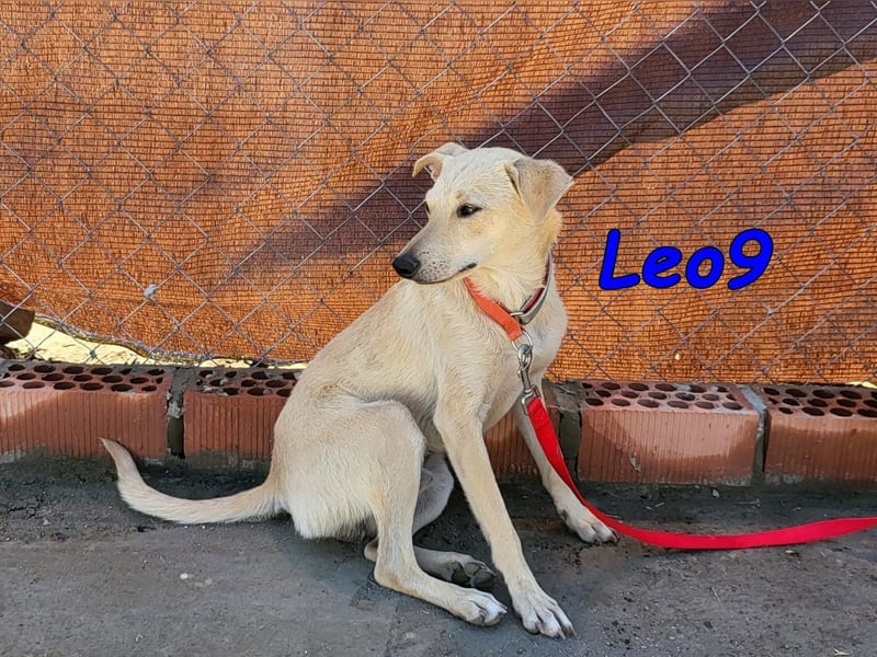 Leo9 geb. 06.2025 (ESP) - junger Hundemann sucht seine Familie!