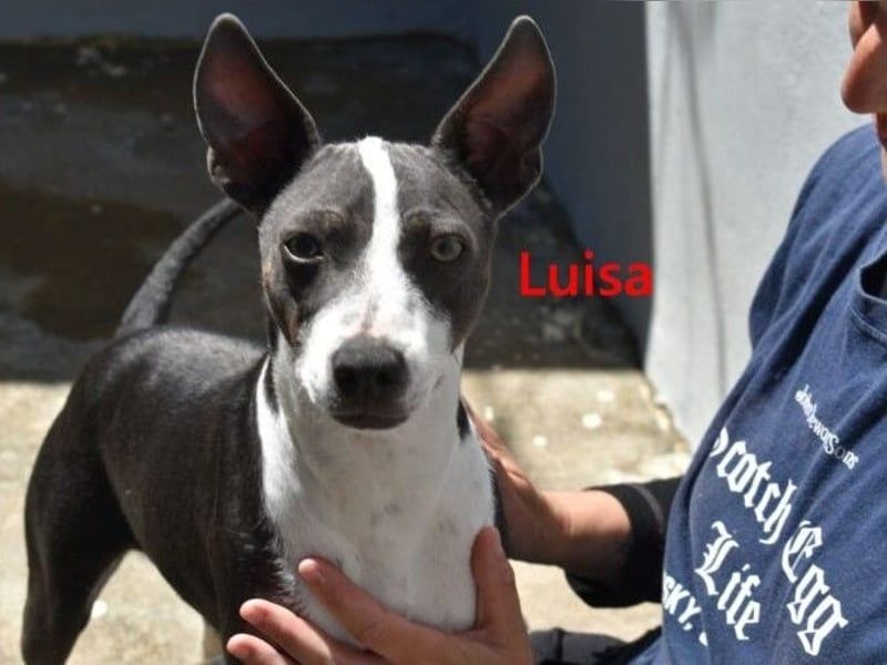 Luisa geb. 02/2023 (ESP) - verschmuste, wunderschöne Traumhündin!