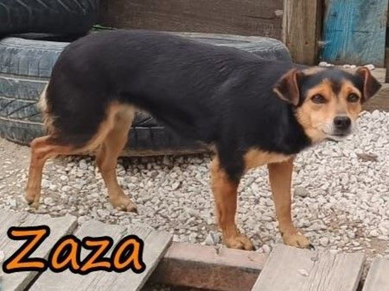 Zaza geb. 08/2022 (GRC) - kleine Hündin sucht Vertrauensperson!