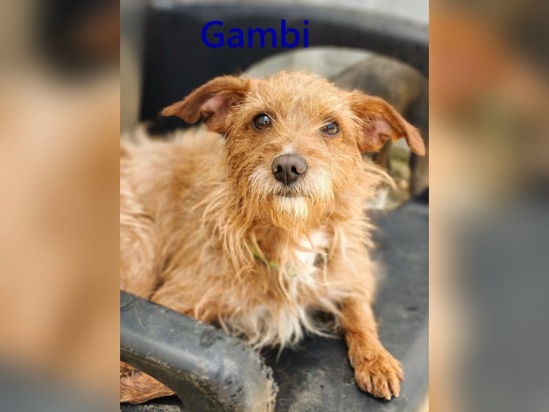 Gambi geb. 06/2023 (ESP) - unkomplizierter, freundlicher Hundemann!