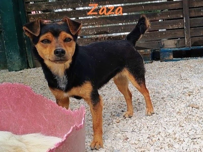 Zaza geb. 08/2022 (GRC) - kleine Hündin sucht Vertrauensperson!