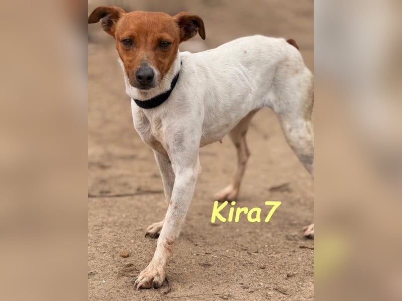 Kira7 geb. 07/2024 (ESP) - freundliches, liebevolles und verschmustes Bodeguero-Mix-Mädchen!