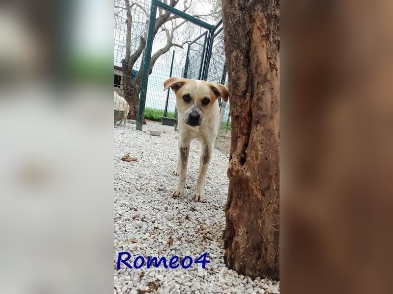 Romeo4 08/2022 (GRC) - schüchterner Schatz sucht Menschen mit großem Herz!