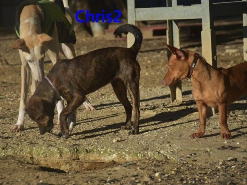 Chris2 geb. 03/2025 (ESP) - kleiner, fröhlicher Hundemann sucht seine Familie!