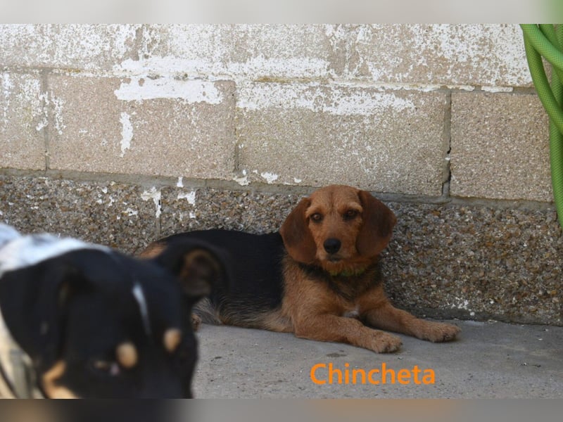 Chincheta geb. 09/2023 (ESP) Verschmuste und Menschenbezogene Hundedame sucht ihr Glück