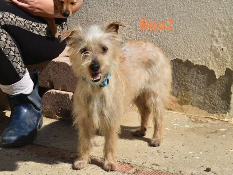 Bea2 geb. 04/2024 (ESP) - verschmuste kleine Wuschelmaus!