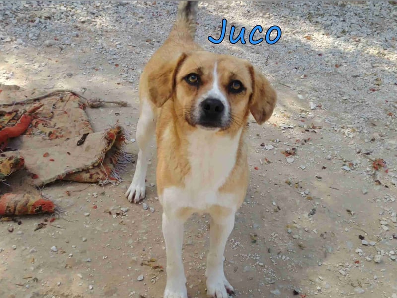 Juco geb. 08/2024 (GRC) - ruhiger, sozialer und liebenswerter junger Mann sucht ein Zuhause!