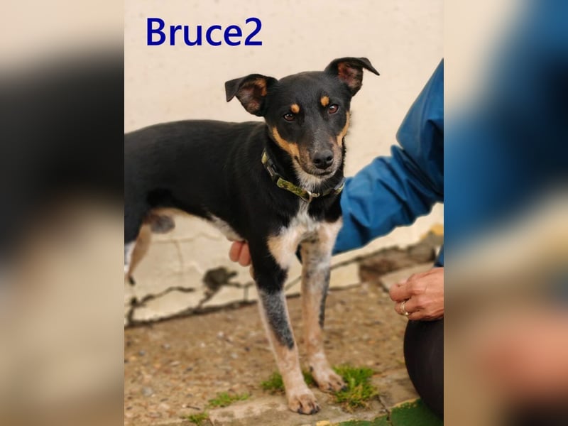 Bruce2 geb. 07/2025 (ESP) - freundlicher Hundejunge sucht sein Zuhause!
