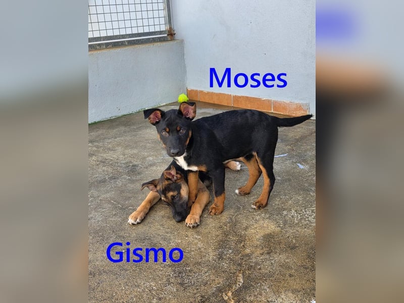 Moses geb. 01/2026 (ESP) - verspielter, wunderschöner Welpe sucht seine Menschen!