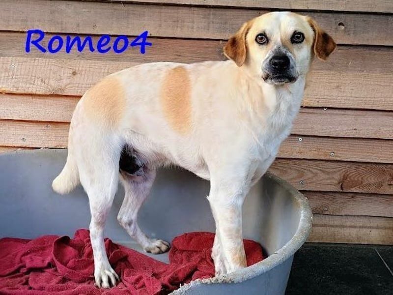 Romeo4 08/2022 (GRC) - schüchterner Schatz sucht Menschen mit großem Herz!