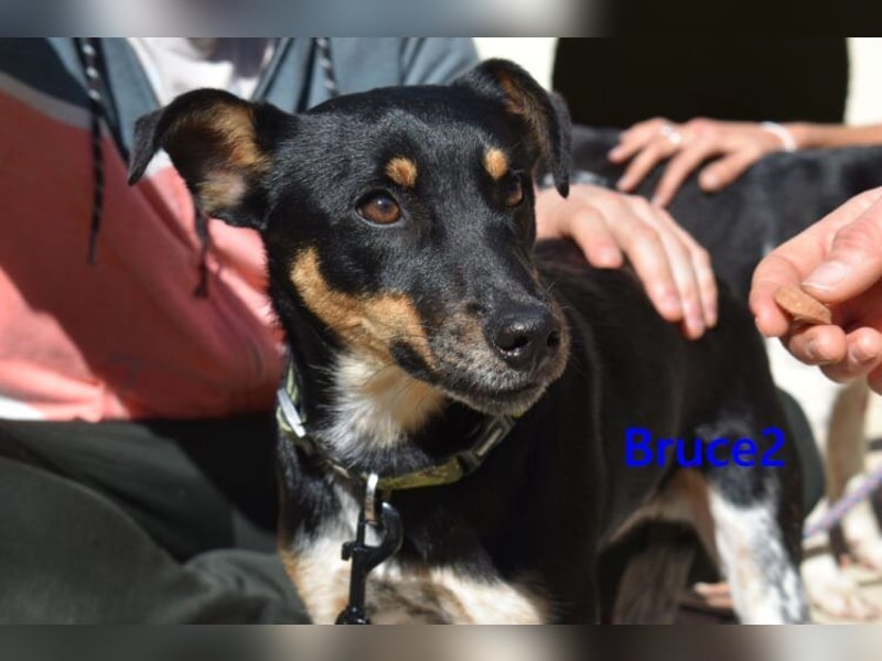 Bruce2 geb. 07.2025 (ESP) - freundlicher und verspielter Junghund sucht sein Zuhause!
