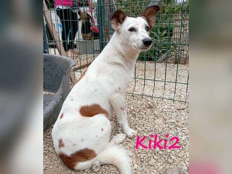 Kiki2 geb. 05/2020 (GRC) - selbstbewusste, kleine Hündin!