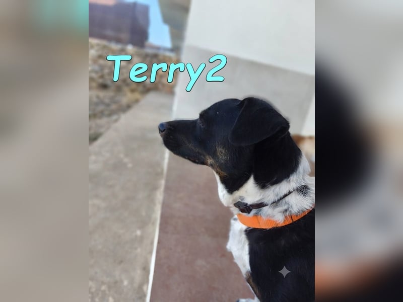 Terry2, geb. 11/2016 (ESP) Verschmuster und Sozialer Rüde seucht seine Menschen