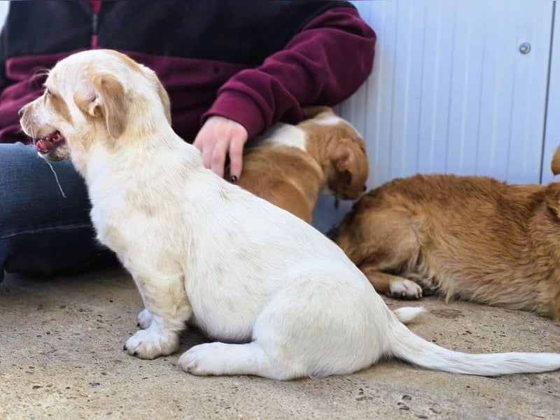 Emmi 01/2025 (ESP) - verschmustes und neugieriges, bezauberndes kleines Mädchen!