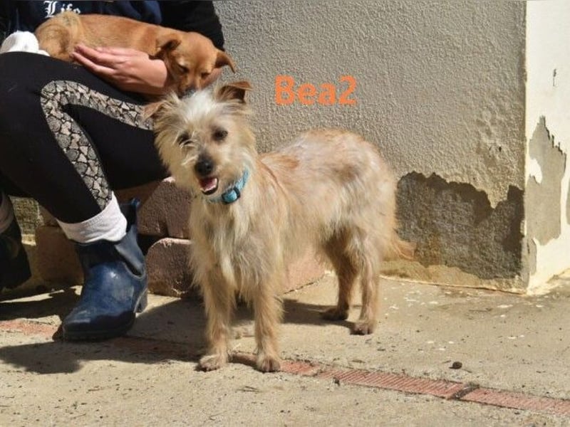 Bea2 geb. 04/2024 (ESP) - verschmuste kleine Wuschelmaus!