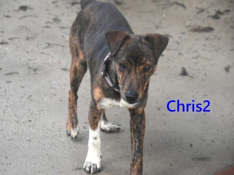 Chris2 geb. 03/2025 (ESP) - kleiner, fröhlicher Hundemann sucht seine Familie!