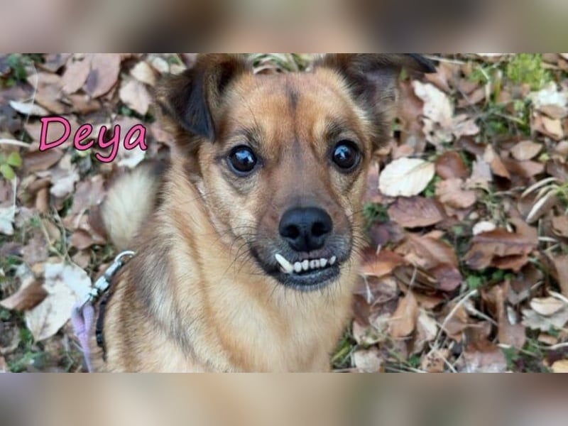 DRINGEND! Deya geb. 02/2021 (in Deutschland) - kleine Maus sucht zweite Chance!