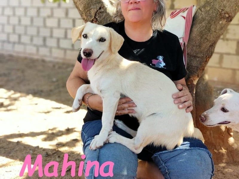Mahina 01/2025 (ESP) - anhängliches und freundliches, süßes kleines Mädchen!