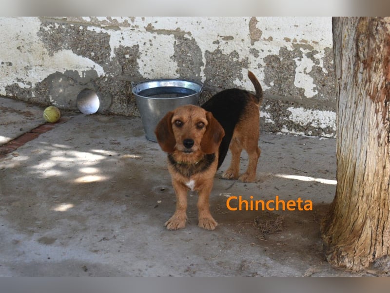 Chincheta geb. 09/2023 (ESP) Verschmuste und Menschenbezogene Hundedame sucht ihr Glück
