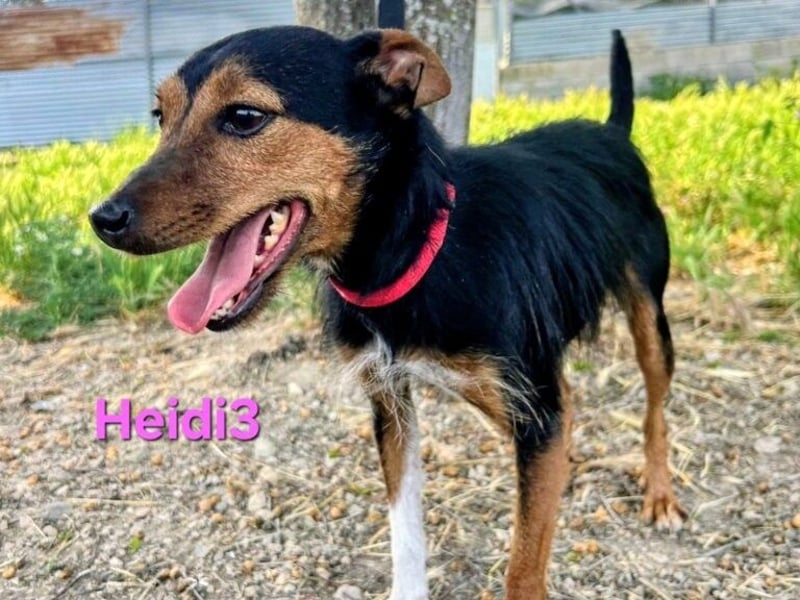 Heidi3 geb. 01/2025 (ESP) - kleine, fröhliche Hundedame sucht ihr Körbchen!