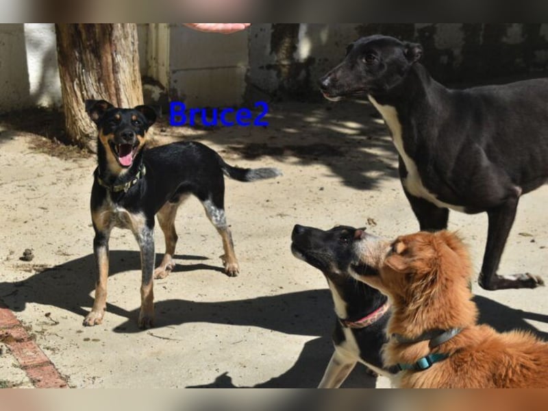 Bruce2 geb. 07.2025 (ESP) - freundlicher und verspielter Junghund sucht sein Zuhause!