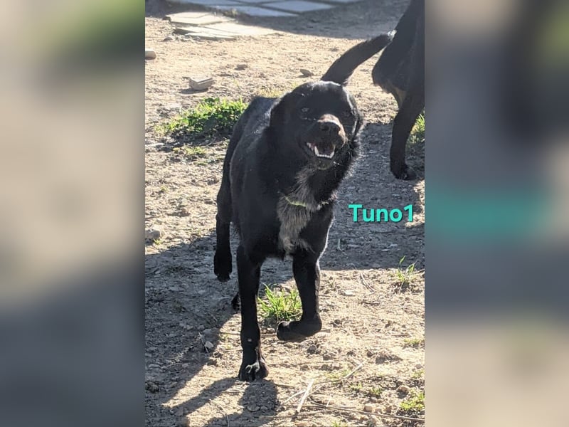 Tuno1 geb. 06/2025 (ESP) - fröhlicher und sanfter Junghund!