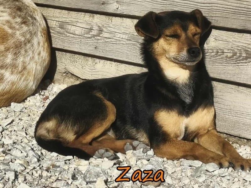 Zaza geb. 08/2022 (GRC) - kleine Hündin sucht Vertrauensperson!