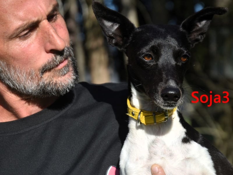 Soja3 geb. 06/2024 (ESP) - verschmuste und menschenbezogene kleine Hündin!