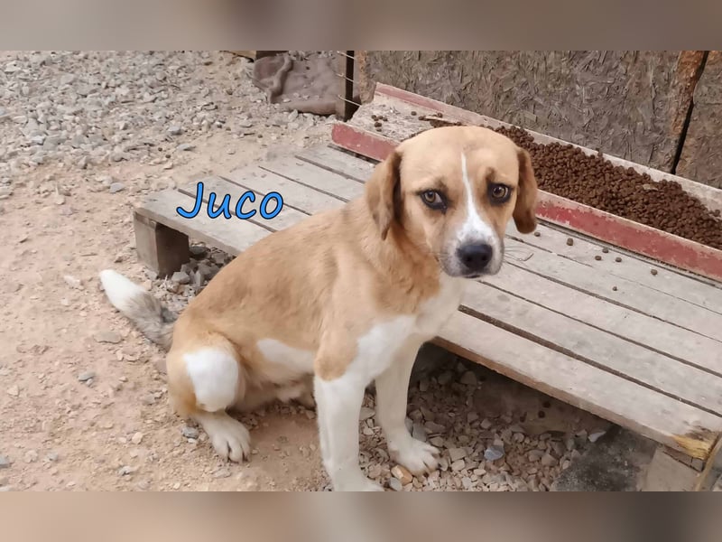 Juco geb. 08/2024 (GRC) - ruhiger, sozialer und liebenswerter junger Mann sucht ein Zuhause!