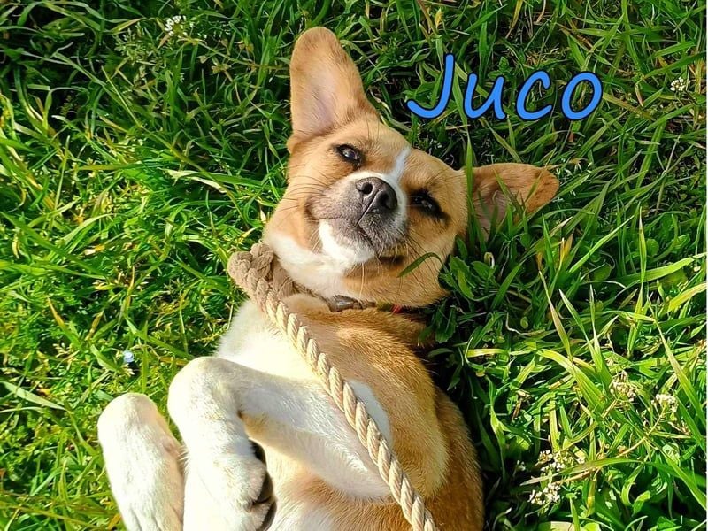 Juco geb. 08/2024 (GRC) - ruhiger, sozialer und liebenswerter junger Mann sucht ein Zuhause!