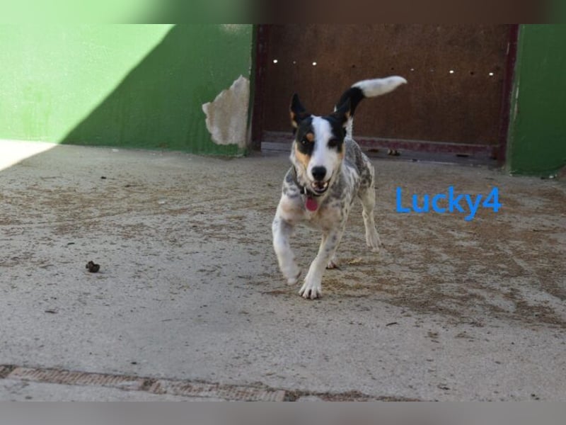 Lucky4 geb. 06/2025 (ESP) - verspielter Junghund sucht Pflegestelle oder Zuhause!