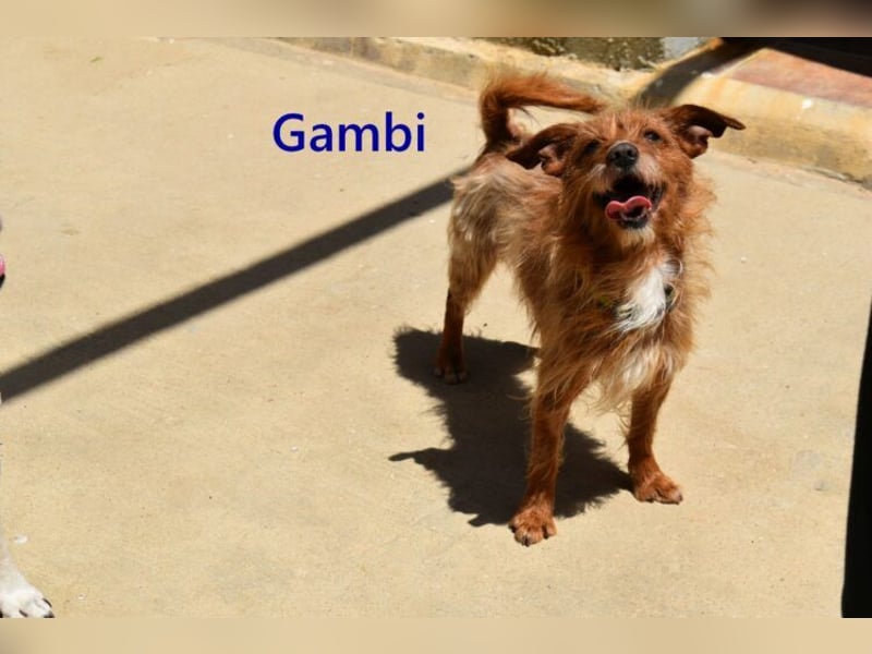 Gambi geb. 06/2023 (ESP) - unkomplizierter, freundlicher Hundemann!