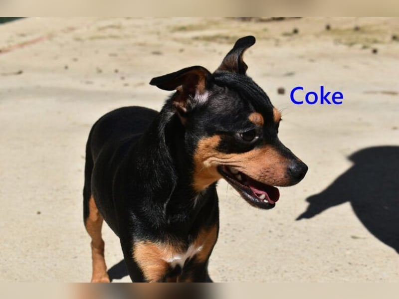 Coke geb. 12/2024 (ESP) - verschmuster und menschenbezogener Junghund!
