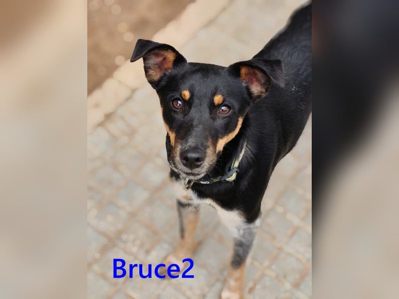 Bruce2 geb. 07.2025 (ESP) - freundlicher und verspielter Junghund sucht sein Zuhause!