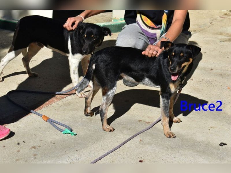 Bruce2 geb. 07.2025 (ESP) - freundlicher und verspielter Junghund sucht sein Zuhause!