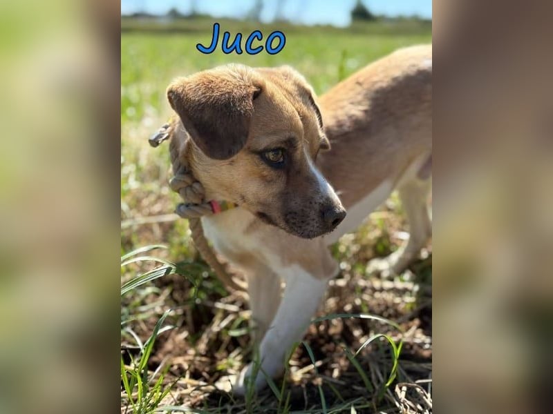 Juco geb. 08/2024 (GRC) - ruhiger, sozialer und liebenswerter junger Mann sucht ein Zuhause!