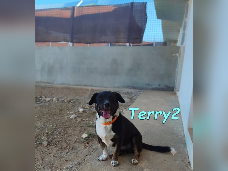Terry2, geb. 11/2016 (ESP) Verschmuster und Sozialer Rüde seucht seine Menschen