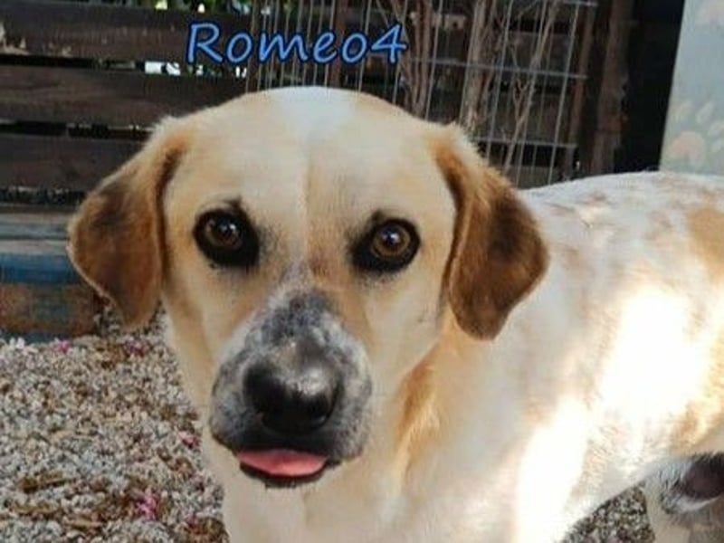 Romeo4 08/2022 (GRC) - schüchterner Schatz sucht Menschen mit Herz!