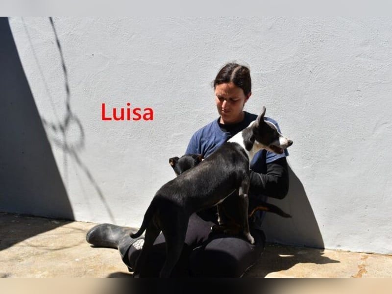Luisa geb. 02/2023 (ESP) - verschmuste, wunderschöne Traumhündin!