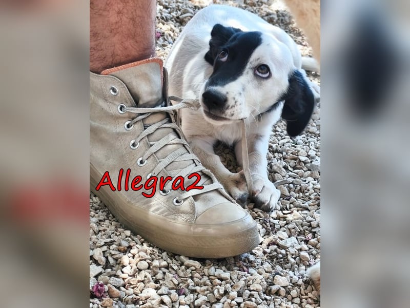 Allegra2 geb. 05/2026 (GRC) - charmanter, intelligenter kleiner Wirbelwind!
