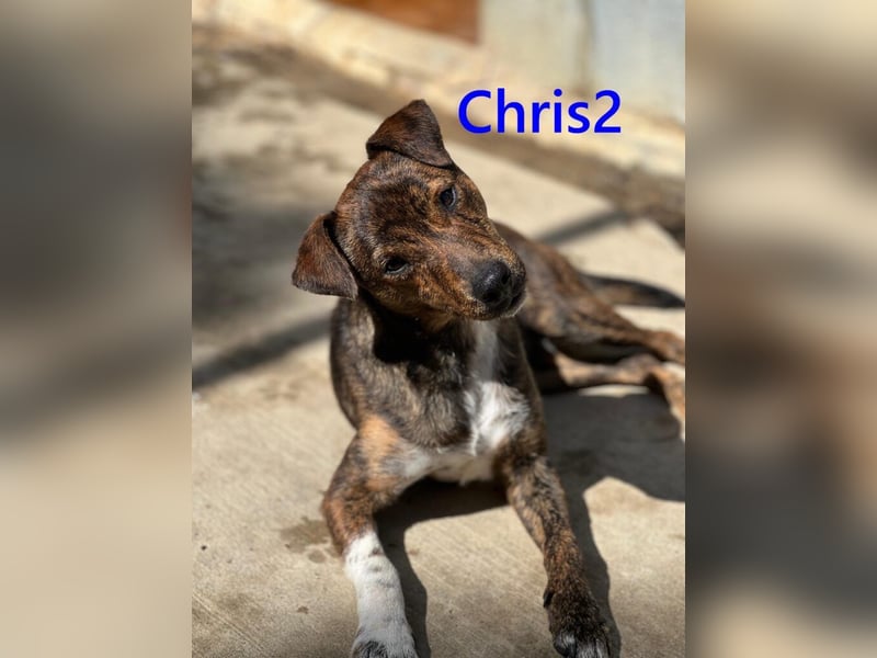 Chris2 geb. 03/2025 (ESP) - kleiner, fröhlicher Hundemann sucht seine Familie!