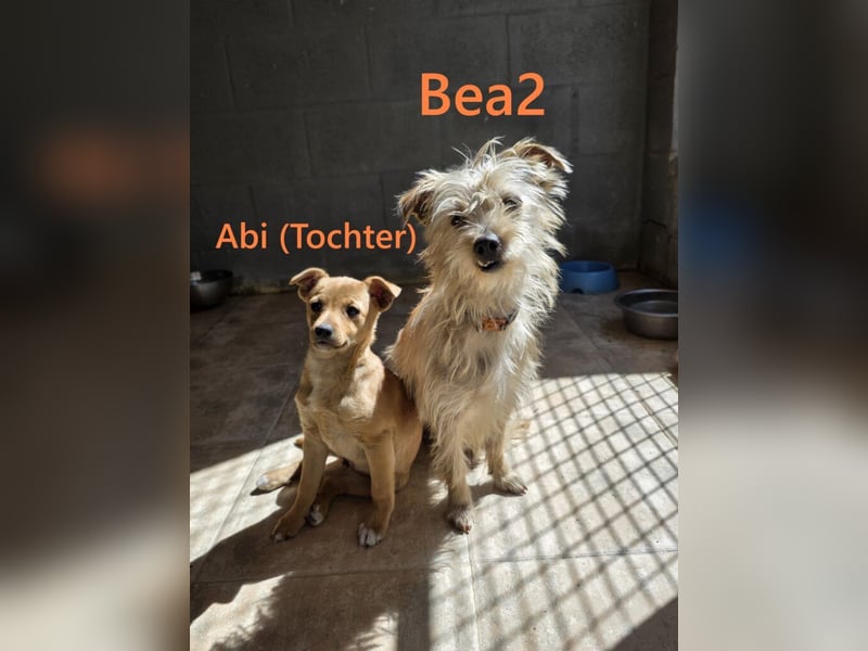 Bea2 geb. 04/2024 (ESP) - verschmuste kleine Wuschelmaus!