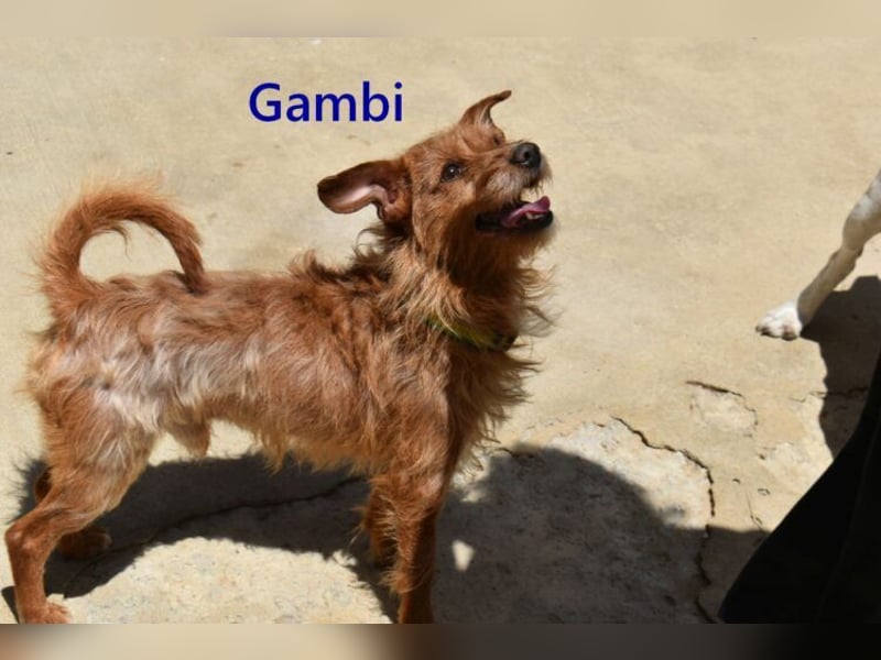 Gambi geb. 06/2023 (ESP) - unkomplizierter, freundlicher Hundemann!