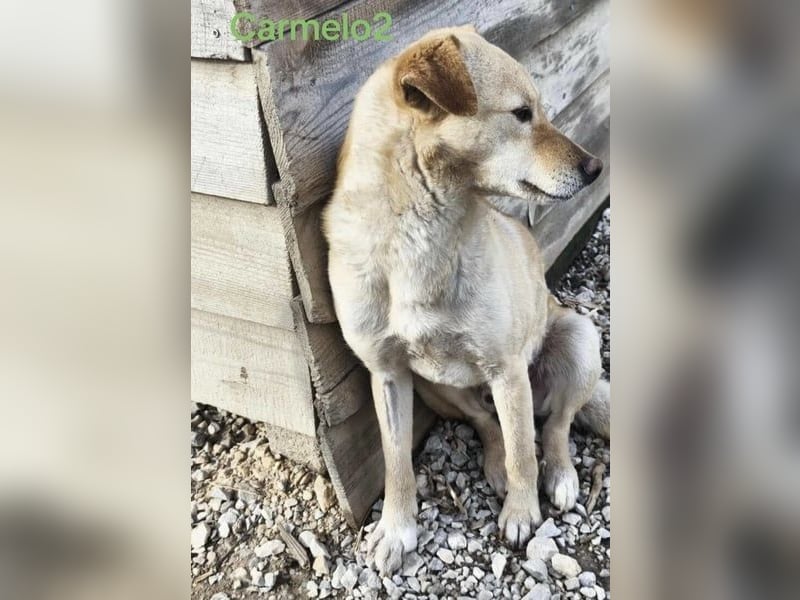 Carmelo2 geb. 10/2023 (GRC) - lieber, verschmuster Hundepartner sucht sein Zuhause!