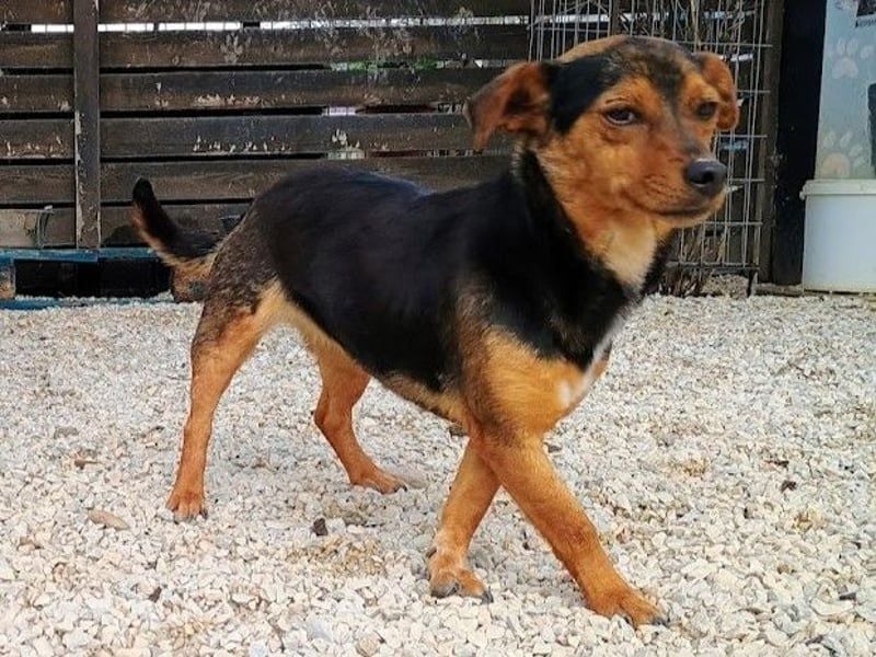 Jasmin1 geb. 08/2022 (GRC) - süße Mini-Hündin möchte Vertrauen lernen!